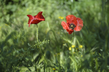 poppy in the middle of a meadow against blurry background.