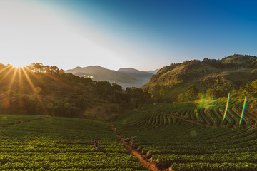 strawberry field in valley at doi ang khang Chiang Mai Thailand