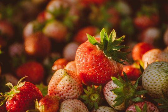 strawberry field 