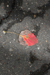 Red autumn leaf fall on asphalt background