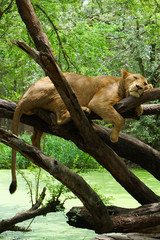 A lion is sleeping on the tree