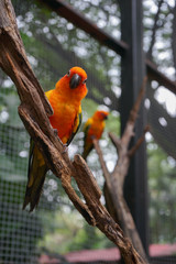Yellow, orange, blue and green color parrot is standing on the branch