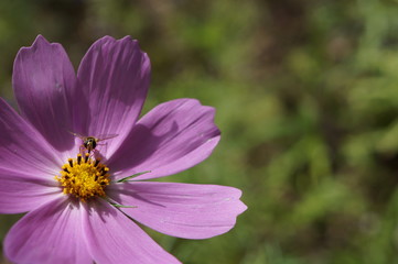 Obraz premium Insekt auf Blüte