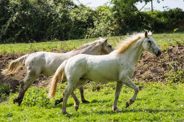 Obraz premium portrait of horses outdoors in Belgium..