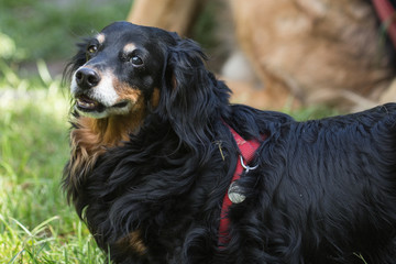 portrait of a border collie Dog outside Belgium