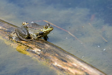 Frosch sitzt auf Baumstamm im Teich