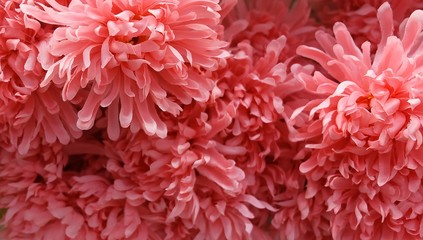 Background of Artificial Orange Chrysanthemum Flowers