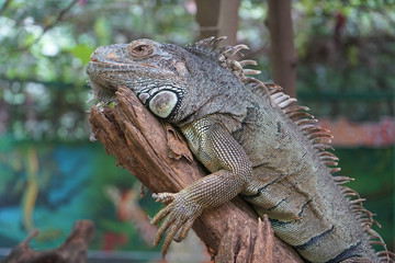 iguana is resting on the branch