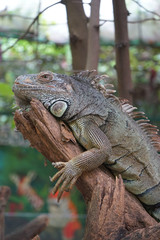 iguana is resting on the branch