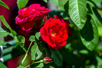 Red roses bloom in the summer in the country garden