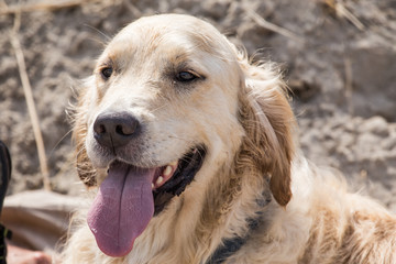 portrait of a golden retrievers Dog outside Belgium