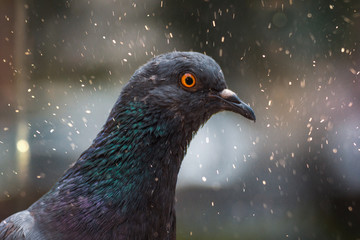 Pigeons in the street, in the park on a spring evening