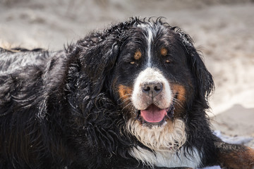 portrait of a Bernese Mountain Dog outside Belgium