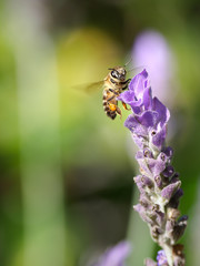 Honey Bee on Lavender