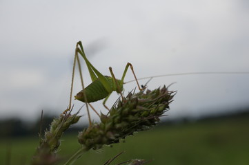 Grashüpfer
