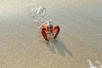 clawed lobster alive on a beach