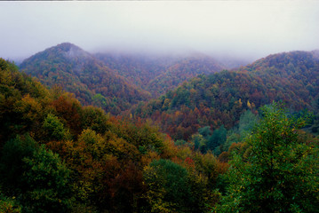 Fototapeta premium foresta alpina