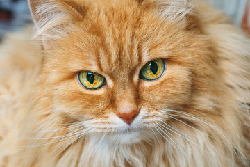Portrait of beautiful red or ginger fluffy cat looking at camera