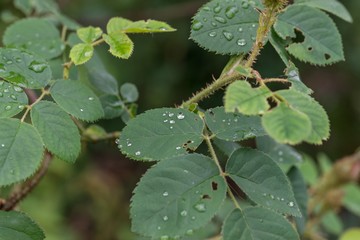 Regentropfen auf Rosenblättern