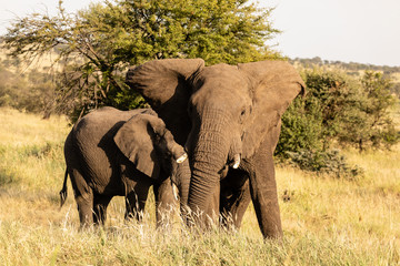 Obraz premium Elefant