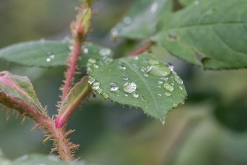 Regentropfen auf Rosenblättern