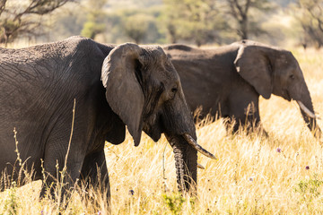 Elefant