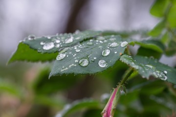 Regentropfen auf Rosenblättern