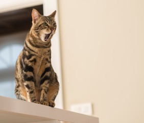 Beautiful feline cat at home. Domestic animal - obrazy, fototapety, plakaty