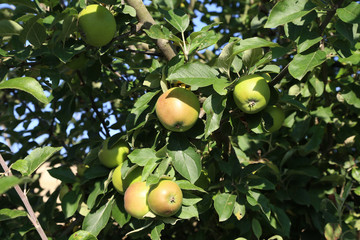 Apples ripen on the branches