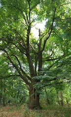 Bernadotte-Linde bei Teltow-Ruhlsdorf (Erinnerung an die Befreiungskriege/Schlacht bei Großbeeren 1813)