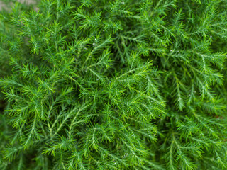 abstract green bokeh nature background from pine leaf
