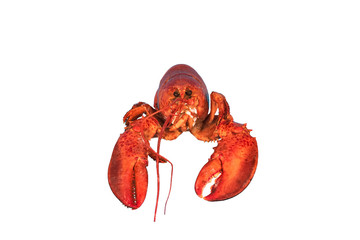 lobster