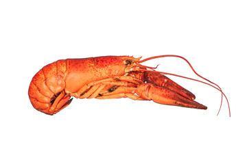 lobster