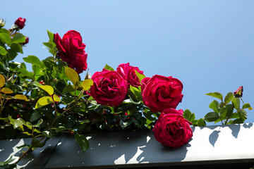 Rosen als Hingucker