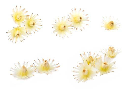 Mimusops Elengi or Bokul Flowers on White Background