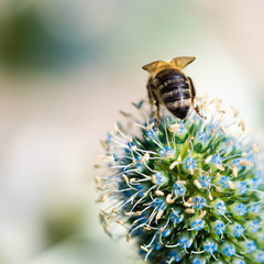 Bee pollinating on flower
