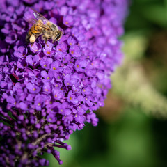 Bee pollinating on flower