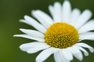 Fototapeta premium Plants and flowers in the garden in the village