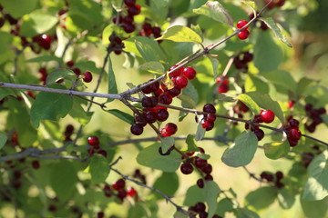 Obraz premium Red berry on the branches in the forest