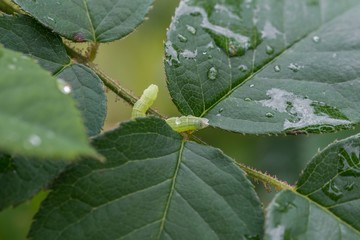Grüne Raupe des kleinen Frostspanner Schmetterling auf grünen Blättern