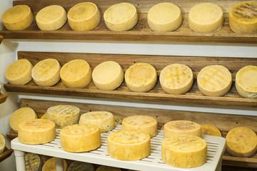 Row of aging Cheese on wooden shelves in maturing