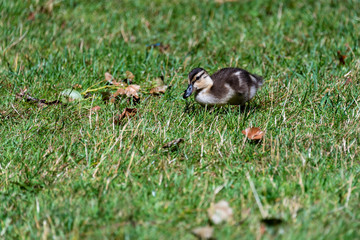 Baby mallard duck keeping a watchful eye out while foraging in the grass of a park

