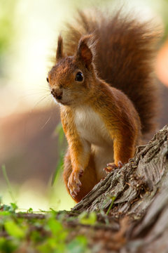 Eichh&ouml;rnchen - Sciurus vulgaris