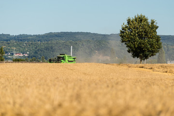 During the harvest, the combine mows the ripe wheat in the field.