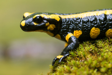 Feuersalamander - Salamandra salamandra - obrazy, fototapety, plakaty