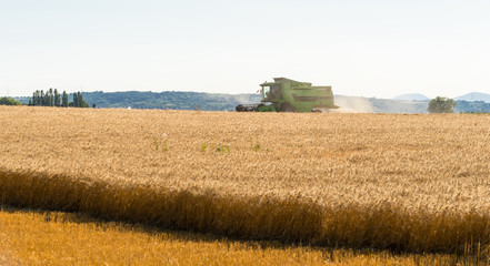 Fototapeta na wymiar During the harvest, the combine mows the ripe wheat in the field.