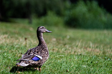 Female mallard duck keeping a watchful eye out while foraging in the grass of a park
