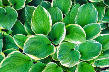 Obraz premium Green background. Large green leaves
