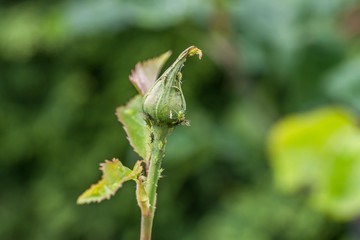 Mit Blattläusen befallene Rosen Knospe