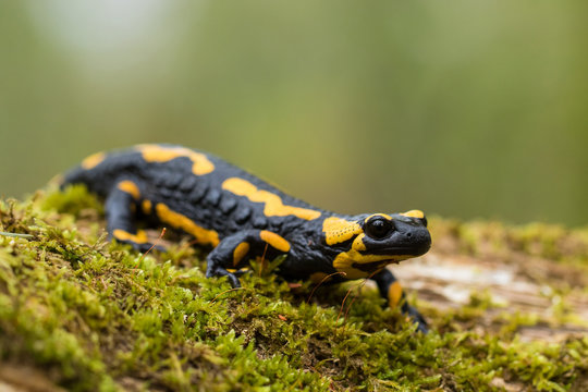 Feuersalamander - Salamandra salamandra